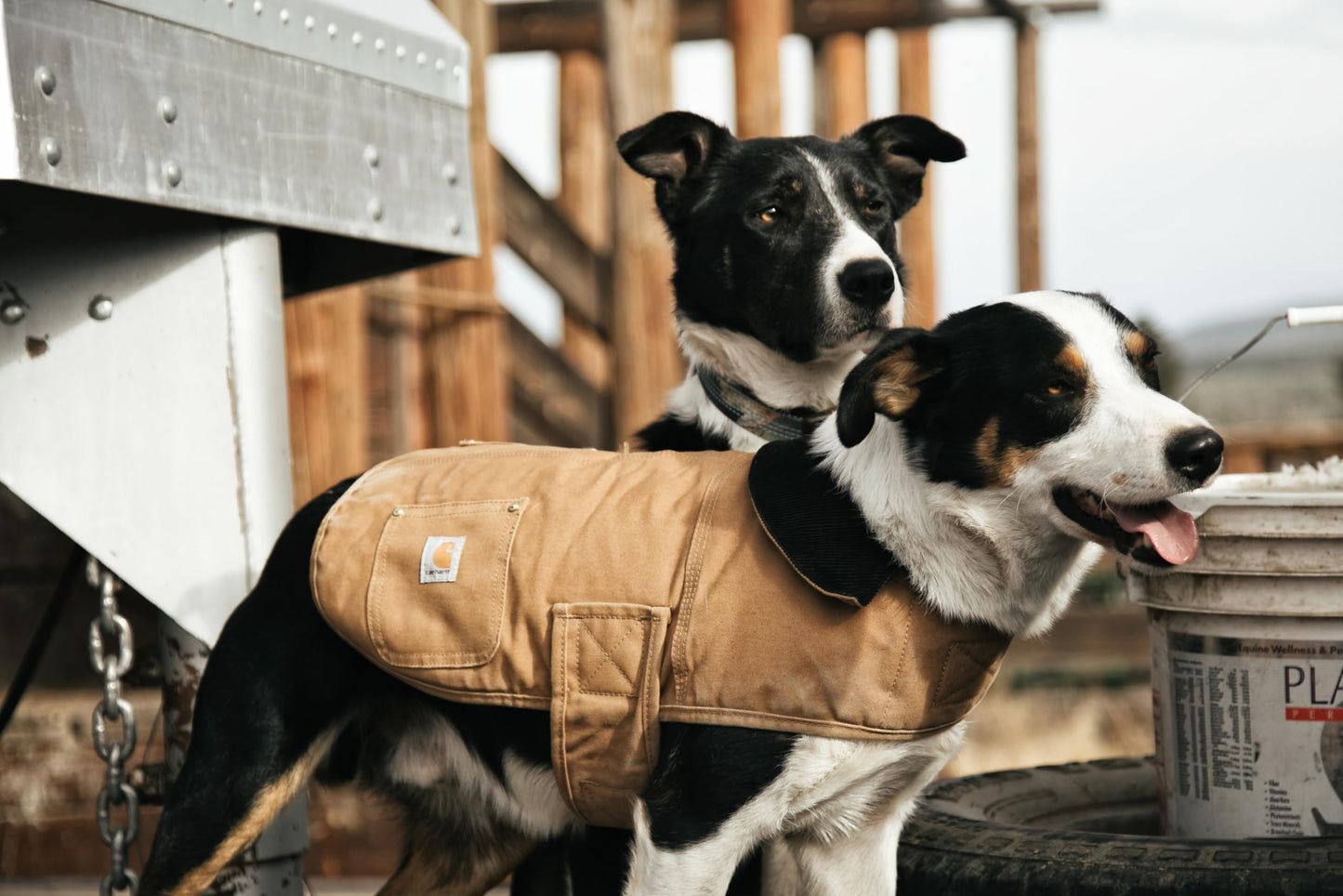 Carhartt Firm Duck Insulated Dog Chore Coat Brown/Brass